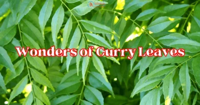 Exploring the Wonders of Curry Leaves article by Let's Redefine Lifestyle